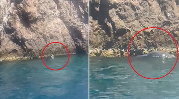 Da Punta Campanella a Capri: nuovo avvistamento eccezionale della rara Foca monaca mediterranea! 