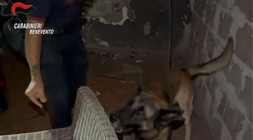 Droga tra Benevento, Napoli e Caserta: 12 misure cautelari eseguite dai Carabinieri