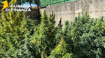 Fisciano, scoperta piantagione di cannabis nei pressi di un'abitazione privata: due arresti 