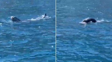 Foca monaca avvistata nel Golfo di Napoli, terzo avvistamento in poche settimane 