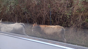L'Intercity Taranto-Roma fa strage di mucche e resta bloccato nella foresta 