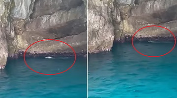 La foca monaca è ancora nel Golfo di Napoli: due avvistamenti dieci giorni fa, al via rilievi in Campania 