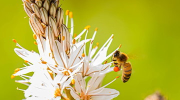 Le api salveranno il mondo: custodi della biodiversità e garanti della nostra alimentazione