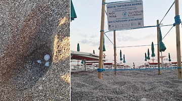 Maiori, è ufficiale: la Caretta caretta ha deposto le uova! 