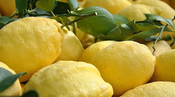 Massa Lubrense celebra i “Tesori del Mediterraneo” con il GAL Terra Protetta: olio e limoni al centro del progetto Re-Food