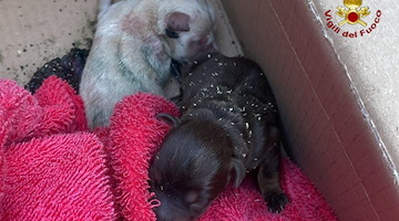 Mercogliano: salvati due cuccioli appena partoriti e la madre in una canale di scolo 