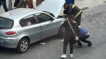 Miagolii dal cofano, automobilista scopre due gattini vivi: salvati a Maiori 