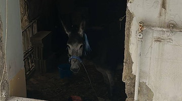 Napoli, salvato asino “addobbato” per la festa scudetto: l'intervento provvidenziale dei Carabinieri