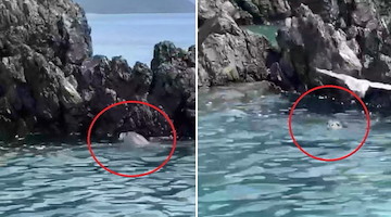 Nuovo avvistamento di Foca monaca in Campania: le immagini dalle acque del Cilento 