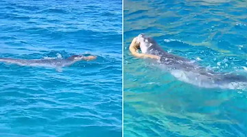 Nuovo avvistamento di Foca monaca: le immagini dalle acque di Sant'Angelo d'Ischia