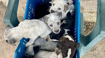 Otto cuccioli abbandonati salvati dalla polizia a Sarno: strappati a un destino crudele 