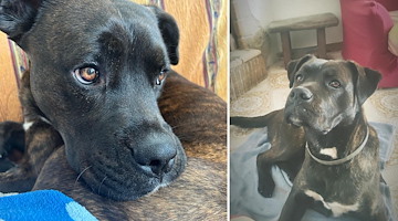 Positano, cane scomparso a Montepertuso: l’appello del proprietario sui social