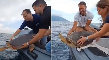 Salvate e curate, ora tre tartarughe tornano in libertà nel mare dell'Area Marina Protetta di Punta Campanella