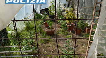 Scoperta piantagione di marijuana a Carinola, denunciato 25enne