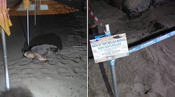 Secondo nido di Caretta caretta nel Comune di Forio: è il 59esimo in Campania 