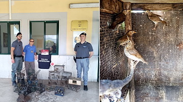 Sequestrato a Pompei impianto con 9 gabbie-trappola e 24 uccelli protetti in condizioni terribili 