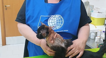 Serino, una raccolta fondi per aiutare Pasqualino, il gatto randagio bruciato con l’acido