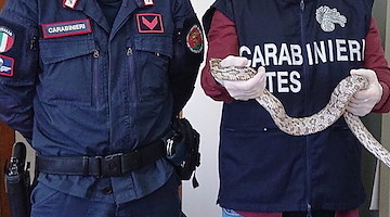 Serpente esotico nei pressi di un hotel di Acqui Terme, apprensione tra residenti e turisti 
