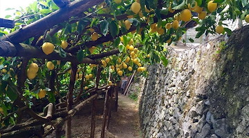 Slow Food Day in Costa d’Amalfi: 18 maggio dal Sentiero dei Limoni alla tavola, un viaggio di gusto e consapevolezza 