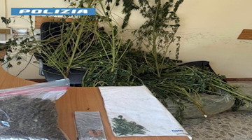 Sorrento, scoperta una piantagione di marijuana durante controlli a terreno agricolo: arrestato 40enne 