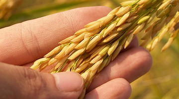 Taglio UE all'agricoltura, Marzano (Confagricoltura Campania): “Ora le Regioni non lascino sole le imprese”