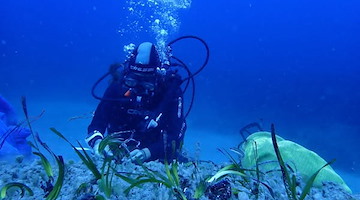 Un nuovo progetto di riforestazione di posidonia oceanica nell'Area Marina Protetta Regno di Nettuno 