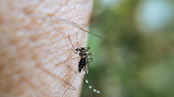 West Nile, 5 morti in Campania. De Luca attacca la dirigente del Ministero: «Totalmente inadeguata e assunta per clientelismo politico»