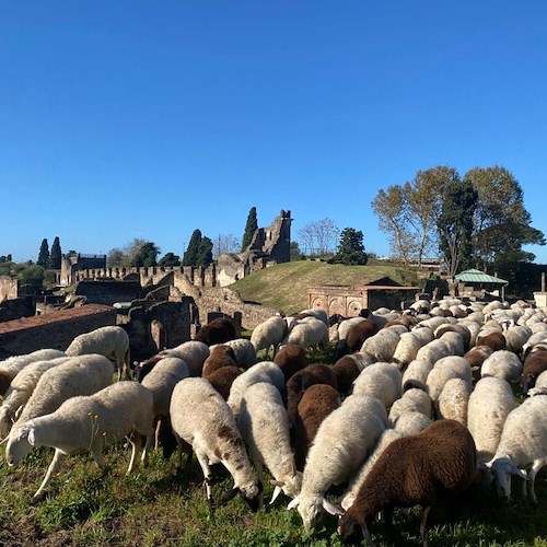 A Pompei risparmio e impatto ambientale con eco pascolo nell'area verde della città antica 