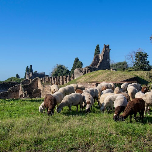 A Pompei risparmio e impatto ambientale con eco pascolo nell'area verde della città antica 
