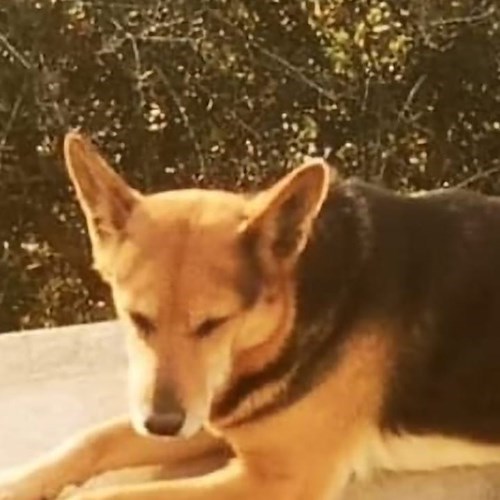A Praiano si cerca Chira, la cagnolina di 8 anni da ieri dispersa /foto