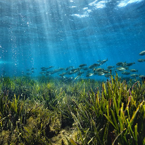 A Procida 2022 le aree marine di tutta Italia per salvare la biodiversità