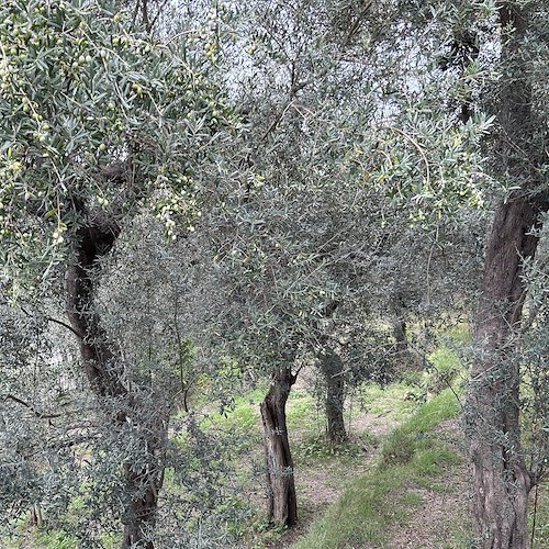 Verde pubblico <br />&copy; Comune di Sorrento