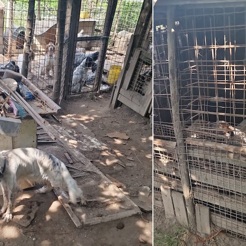 A Tramonti 36 cani da caccia in condizioni di degrado