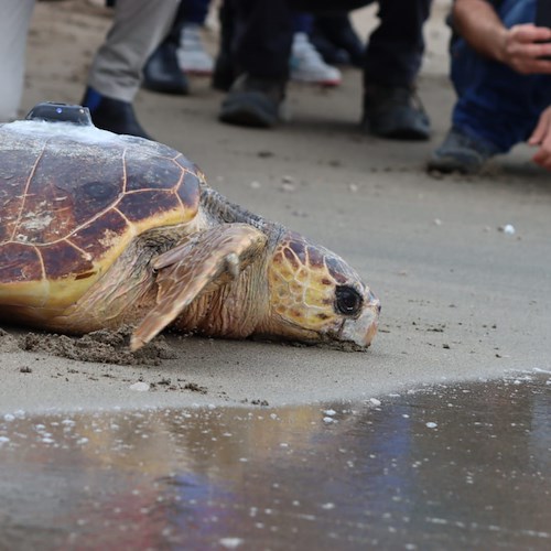 A Vico Equense liberate Osimhen e Fast, le tartarughe Caretta Caretta curate nel Turtle point di Portici