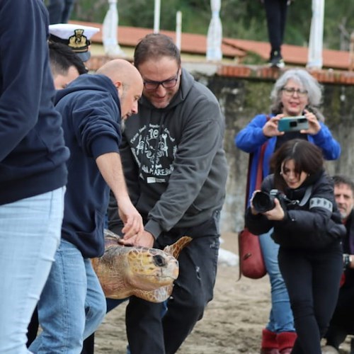 A Vico Equense liberate Osimhen e Fast, le tartarughe Caretta Caretta curate nel Turtle point di Portici