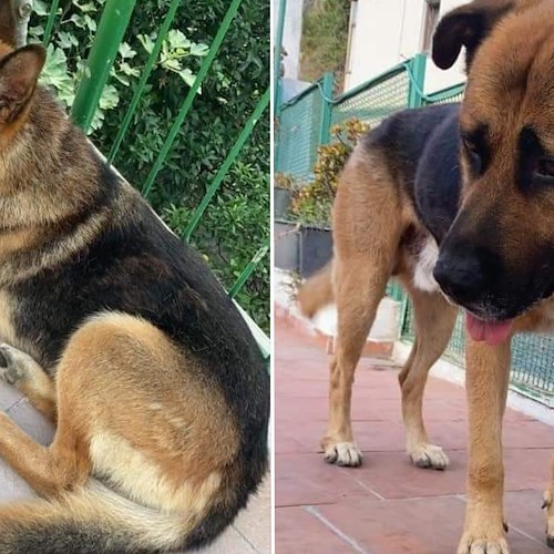 AAA cercasi cani smarriti a Vietri sul Mare: avvistati tra Cetara, Maiori e Minori