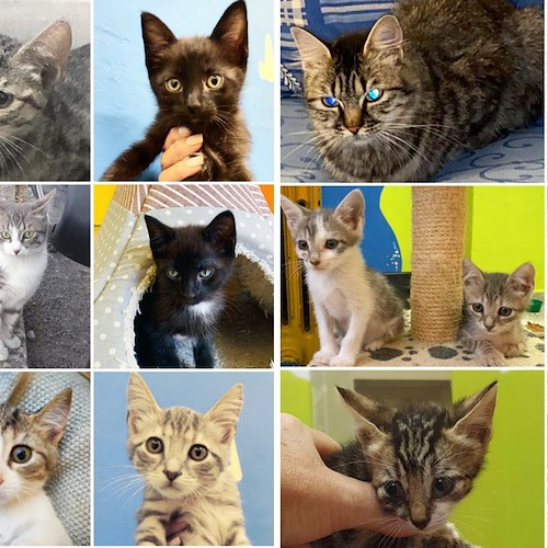 AAA cercasi casa accogliente per i gatti randagi di Positano, l'annuncio del Comune