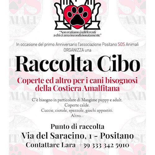 AAA Cercasi cibo. "Positano SOS Animali ODV" organizza una raccolta per gli animali in difficoltà della Costa d'Amalfi