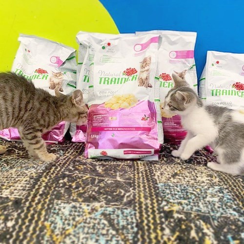 AAA Cercasi cibo. "Positano SOS Animali ODV" organizza una raccolta per gli animali in difficoltà della Costa d'Amalfi