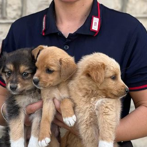 Abbandonati in un cartone sulla strada provinciale, salvati tre cuccioli nell'Avellinese 