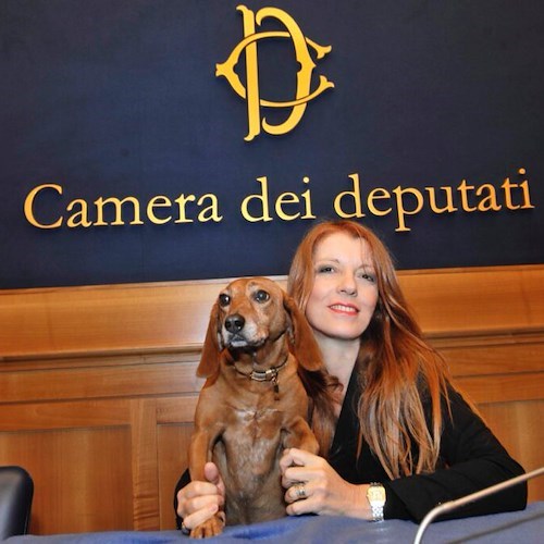 Abbandono animali, Brambilla: "Filmate e denunciate chi abbandona alle forze dell'ordine"