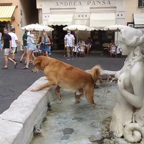 Ad Amalfi la foto di Cico che si rinfresca nella fontana di S. Andrea diventa virale e scatena la polemica