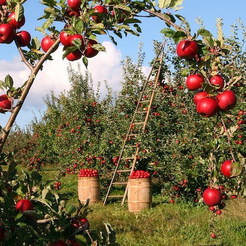 Agricoltura in Italia, incidenza lavoro irregolare al 24,4% 