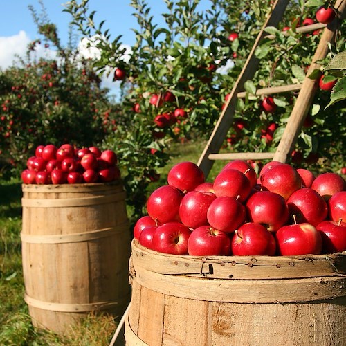 Agricoltura in Italia, incidenza lavoro irregolare al 24,4% 