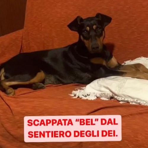 Aiutiamo a ritrovare "Bel" il piccolo pincher disperso sul sentiero degli dei