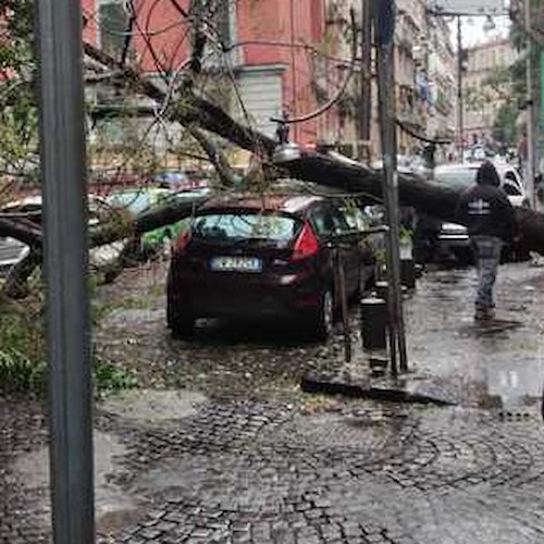 Allerta Meteo. A Napoli albero si abbatte su auto in sosta: nessun ferito