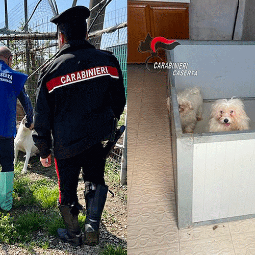 Allevamento di cani non autorizzato e furto di corrente: arrestato 63enne a Caserta