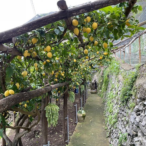 Amalfi, 6 settembre l'incontro sul “PNRR Bando Architettura Rurale”: opportunità per l’agricoltura su terrazzamenti