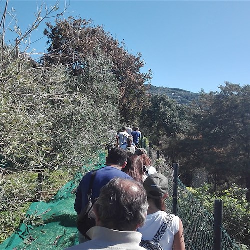Anacapri: domenica 28 “Camminata tra gli olivi” lungo il sentiero storico dei Fortini