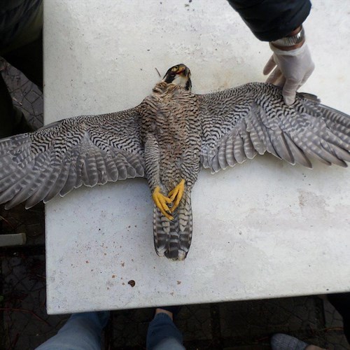 Anche un falco pellegrino vittima del maltempo